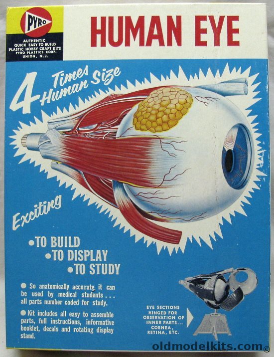 Pyro 1/1 Human Eye Anatomical Model, S371-300 plastic model kit